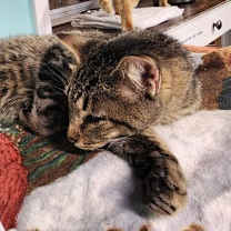 Thumbnail photo of Sammy #4