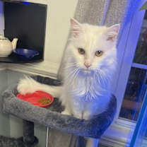 Thumbnail photo of Snow White #1