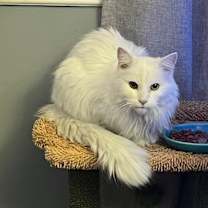 Thumbnail photo of Snow White #2