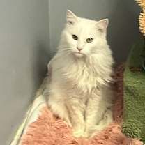 Thumbnail photo of Snow White #3