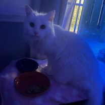 Thumbnail photo of Snow White #4