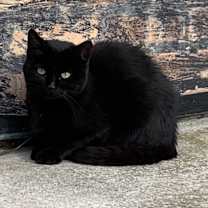 Thumbnail photo of Spots #3