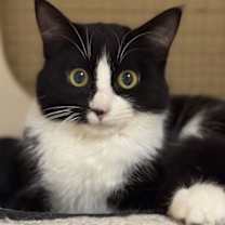 Thumbnail photo of Samantha Napa Petco #1