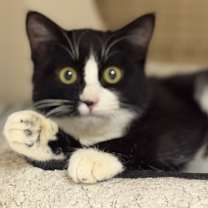 Thumbnail photo of Samantha Napa Petco #2