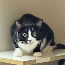 Thumbnail photo of Samantha Napa Petco #3