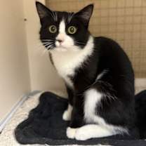 Thumbnail photo of Samantha Napa Petco #4