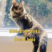 Thumbnail photo of Melvin (read story) Mainecoon #1