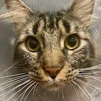 Thumbnail photo of Melvin (read story) Mainecoon #4