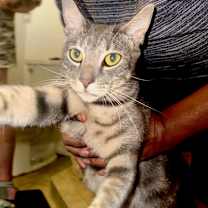 Thumbnail photo of Riley (longwood) #1