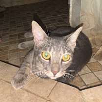 Thumbnail photo of Riley (longwood) #2