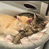 Thumbnail photo of Riley (longwood) #3