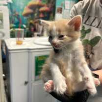 Thumbnail photo of Theo #2