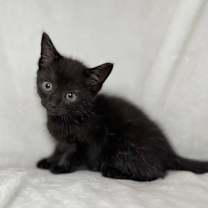 Thumbnail photo of Belle #2