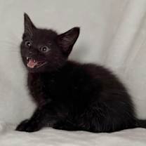 Thumbnail photo of Belle #3