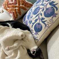 Thumbnail photo of Bigata IN FOSTER #3