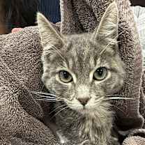 Thumbnail photo of Scooter #2