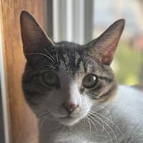 Thumbnail photo of Hobo #1