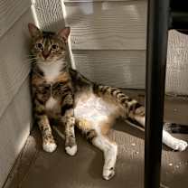 Thumbnail photo of Chiquita #3