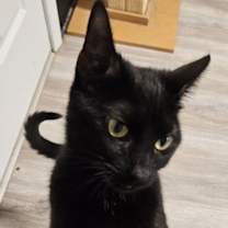 Thumbnail photo of Salem #2