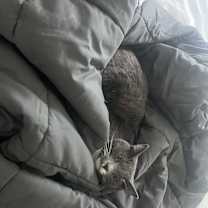 Thumbnail photo of Toby #4