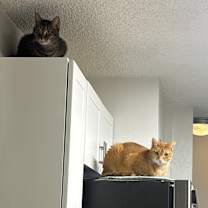 Thumbnail photo of Dallas #2