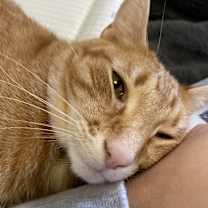 Thumbnail photo of Dallas #3