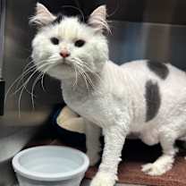 Thumbnail photo of Silkie #2