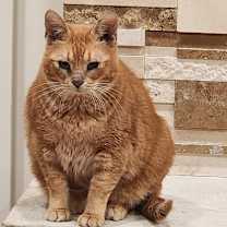 Thumbnail photo of Fan Fan - Foster #4