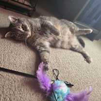 Thumbnail photo of Sweetie #3