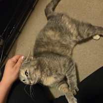 Thumbnail photo of Sweetie #4