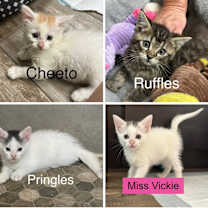 Thumbnail photo of Miss Vickie #2