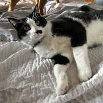 Thumbnail photo of zz 'Elliot' courtesy listing #1