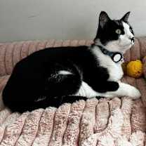 Thumbnail photo of zz 'Elliot' courtesy listing #2