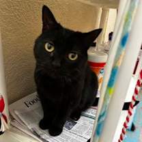 Thumbnail photo of Phobe #1