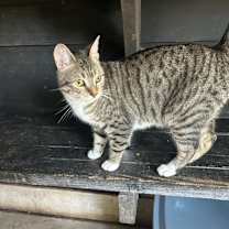 Thumbnail photo of Clawson #2