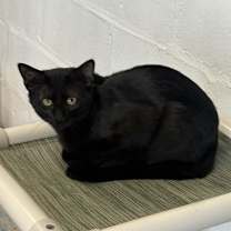 Thumbnail photo of Cash #1