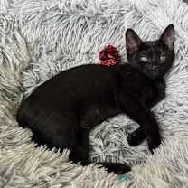 Thumbnail photo of Lacey #3