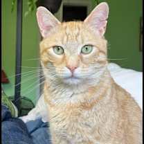 Thumbnail photo of Pico #1