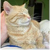 Thumbnail photo of Pico #2