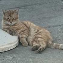 Thumbnail photo of Heathcliff #3