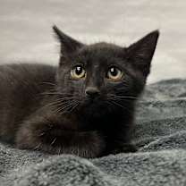 Thumbnail photo of Rum  #1