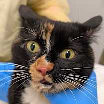 Thumbnail photo of Rainbow Fish #2