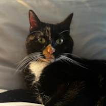 Thumbnail photo of Rainbow Fish #3