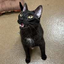adopt-pet