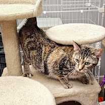 adopt-pet