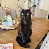 adopt-pet