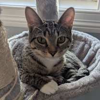 adopt-pet