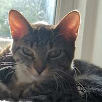 adopt-pet