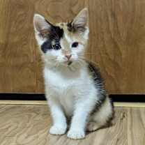 Thumbnail photo of Callie (aka Dot/FHV+) #2