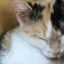 adopt-pet